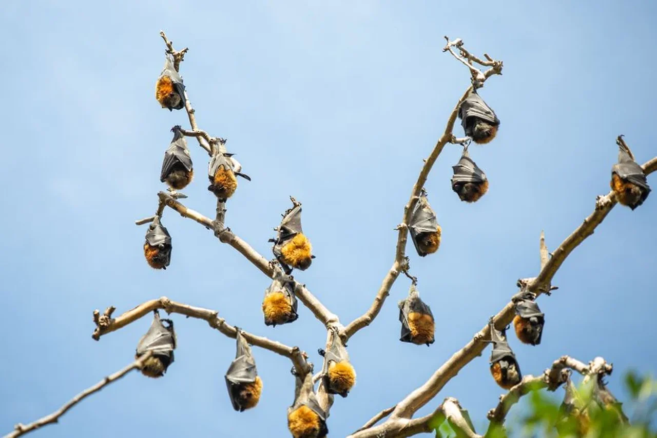 Un tablou din 1611 a anticipat o descoperire biologică majoră din 2025