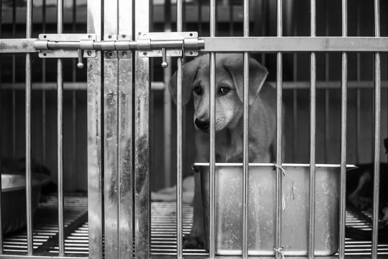 Decizie crucială a Curții de Casație: Retragerea plângerii nu anulează pedepsele pentru violența asupra animalelor