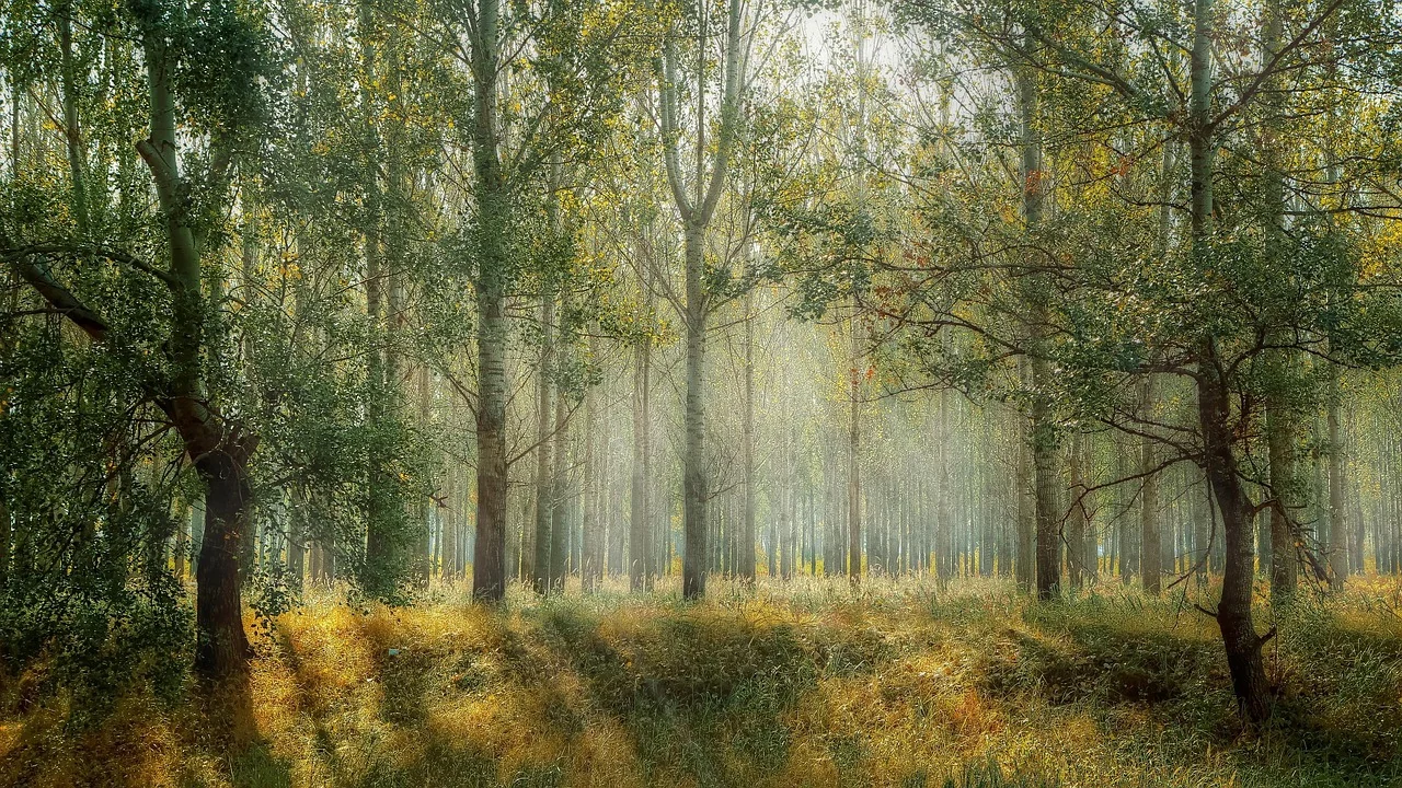 Un bărbat a creat o pădure impresionantă după 40 de ani de plantări