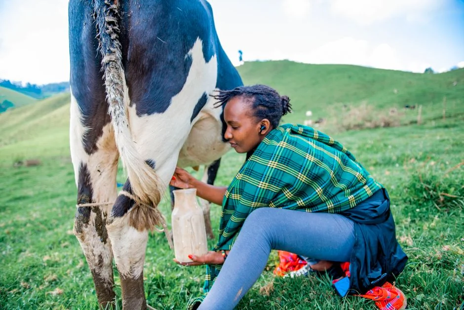 Suine și bovine: 10 zile pentru cereri și clarificări SNIIA la APIA
