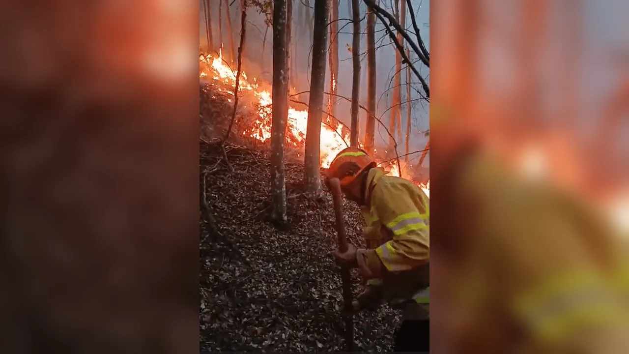 Tărcăița: peste 60 de pompieri la un incendiu de pădure